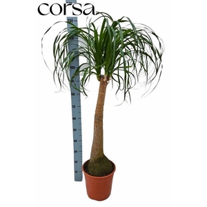 BEAUCARNEA RECUR