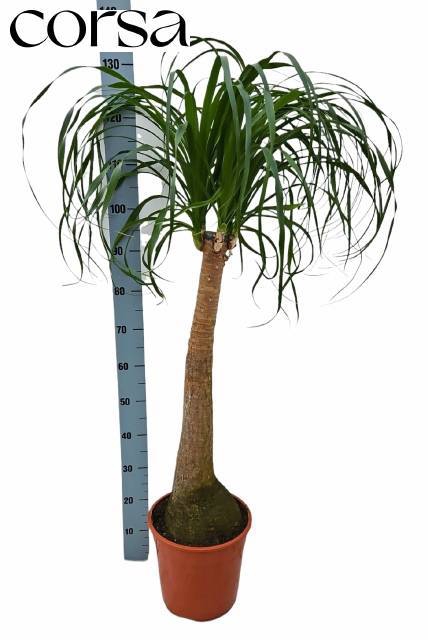 <h4>BEAUCARNEA RECUR</h4>