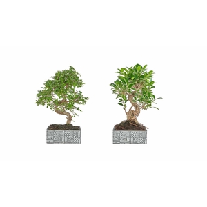 BONSAI GEM