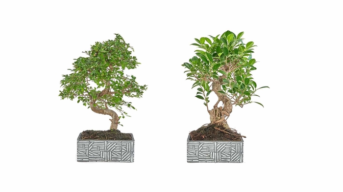 <h4>BONSAI GEM</h4>