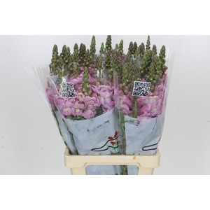 Antirrhinum Potomac Lavender