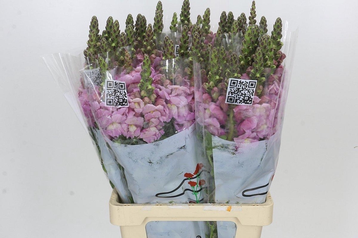 <h4>Antirrhinum Potomac Lavender</h4>