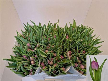 <h4>Tu Du Double Price</h4>