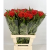 Celosia Cristata Orange