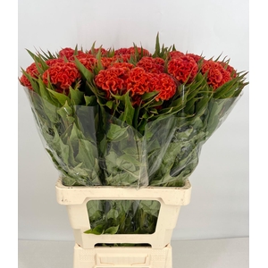 Celosia Cristata Bombay Orange