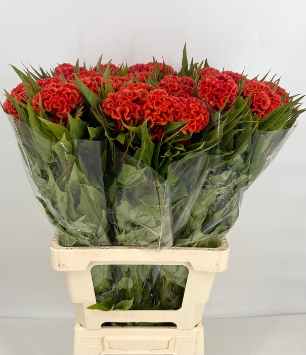 <h4>Celosia Cristata Bombay Orange</h4>
