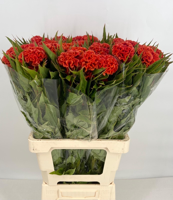 <h4>Celosia Bobmay Orange</h4>