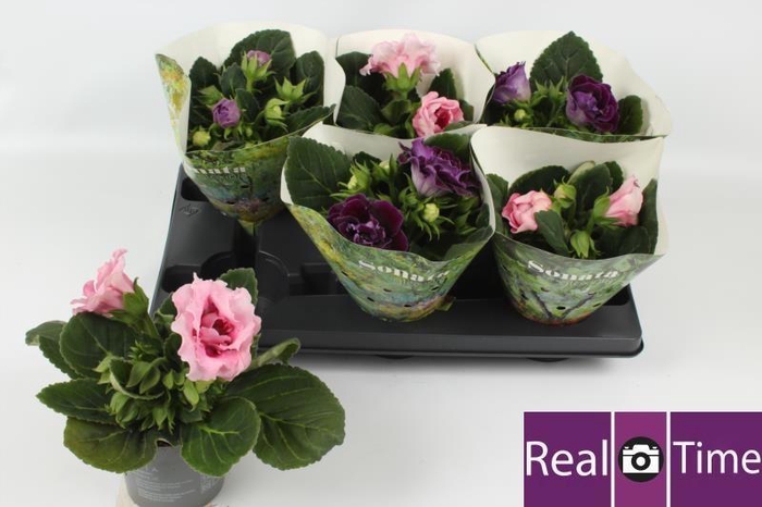 <h4>SINN SONATA GEM</h4>