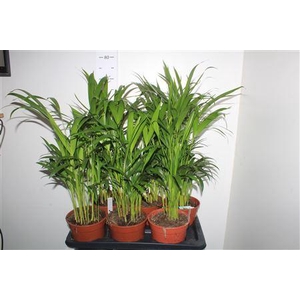 Dypsis Lutescens 15pp