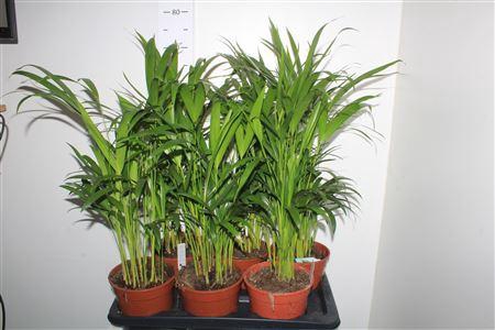 <h4>Dypsis Lutescens 15pp</h4>