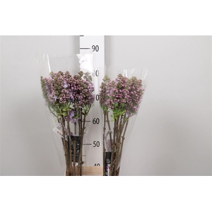 Syr V Michel Buchner 2+