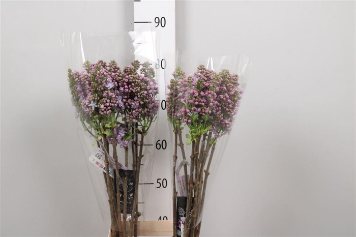 Syr V Michel Buchner 2+