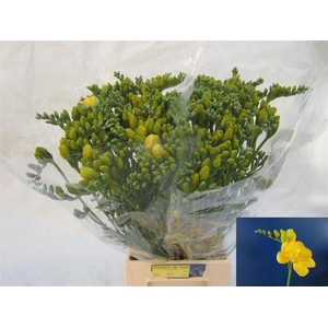 Freesia du Soleil