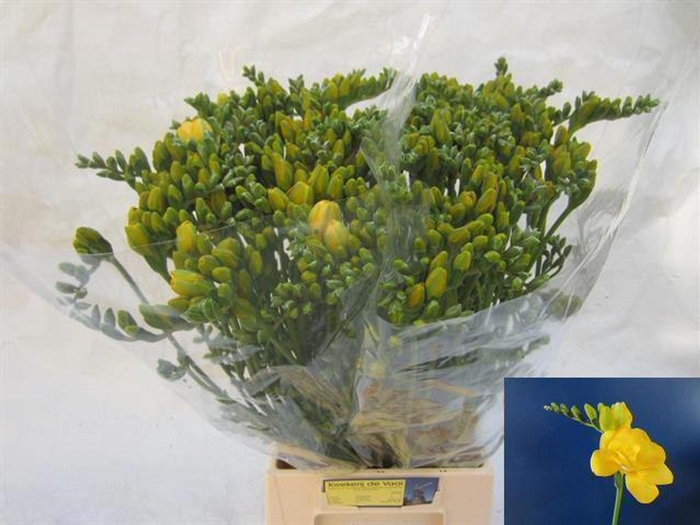 <h4>Freesia du Soleil</h4>