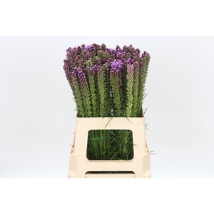 LIATRIS SPICATA