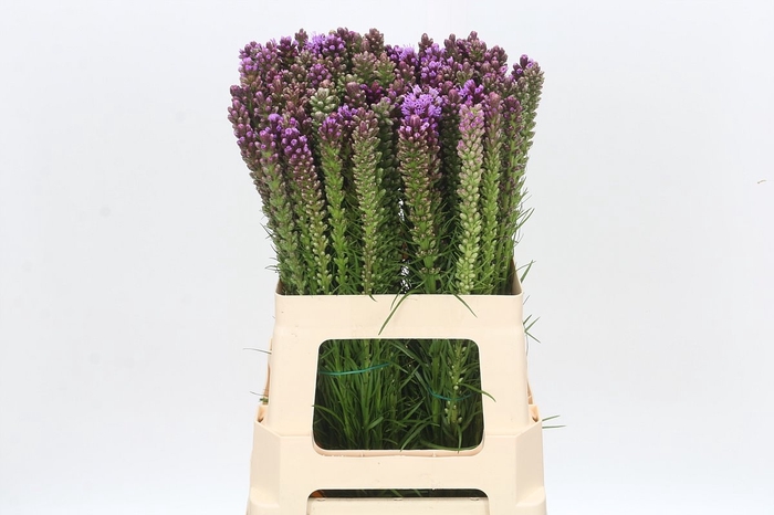 <h4>LIATRIS SPICATA</h4>
