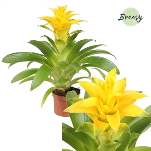 Guzmania Diana