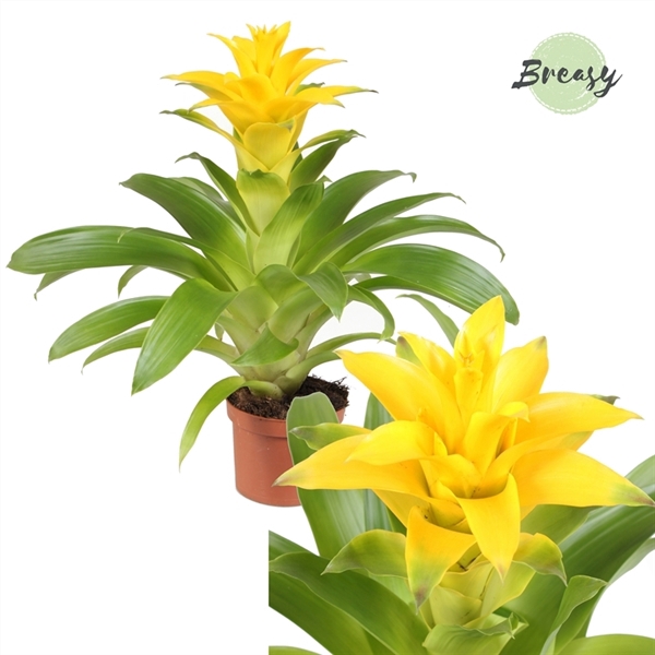 <h4>Guzmania Diana</h4>