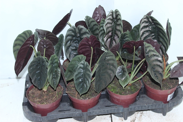 <h4>ALOCASIA CUPREA P12</h4>