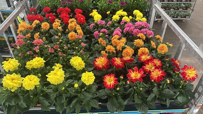 <h4>DAHLIA ROYAL GEM</h4>