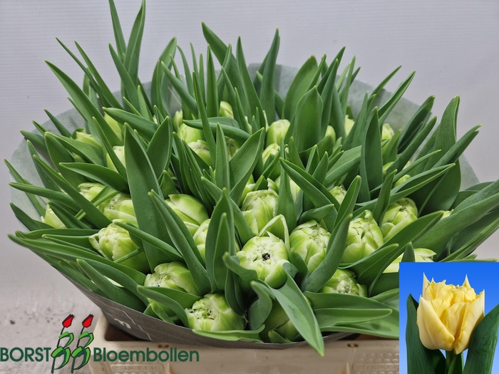 <h4>TU DU AVANT GARDE</h4>