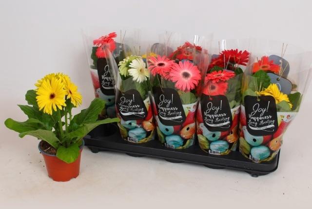 <h4>GER COLOURGAME GEM</h4>