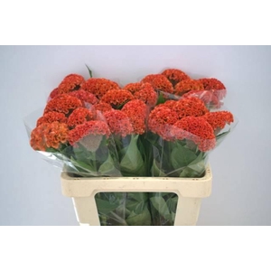 CEL C REPRISE ORANGE