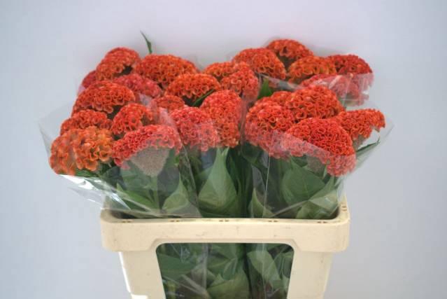 <h4>CEL C REPRISE ORANGE</h4>