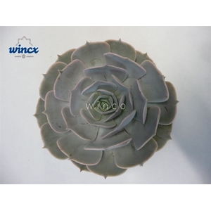 Echeveria Pollux Cutflower Wincx-8cm