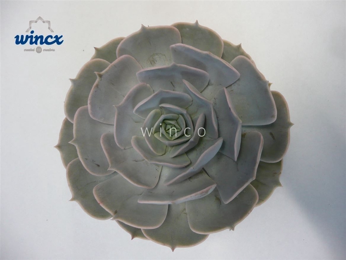 Echeveria Pollux Cutflower Wincx-8cm