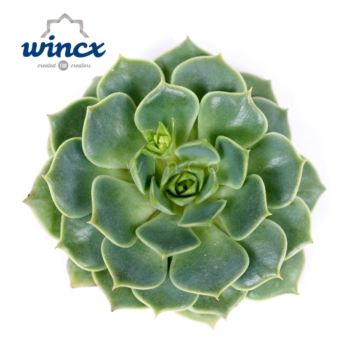 Echeveria Ramilette Cutflower Wincx-8cm