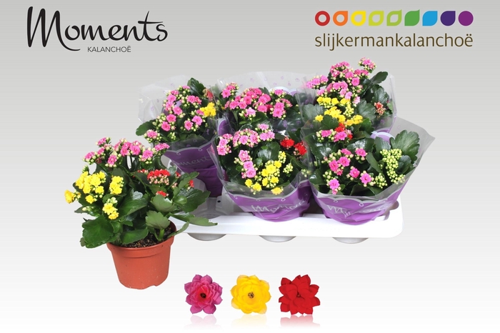 <h4>KAL GE GEM I POT</h4>