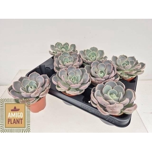 Echeveria Lotus