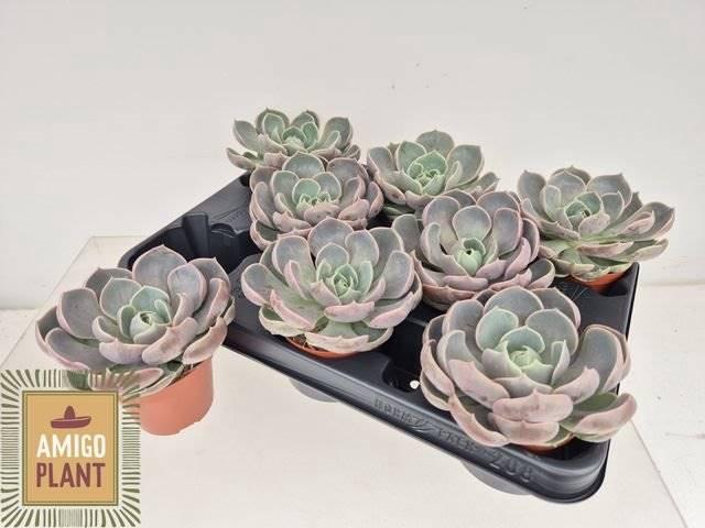 <h4>Echeveria Lotus</h4>