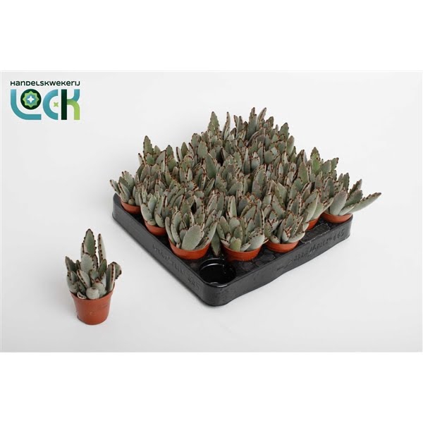 <h4>Kalanchoë Tomentosa Light</h4>