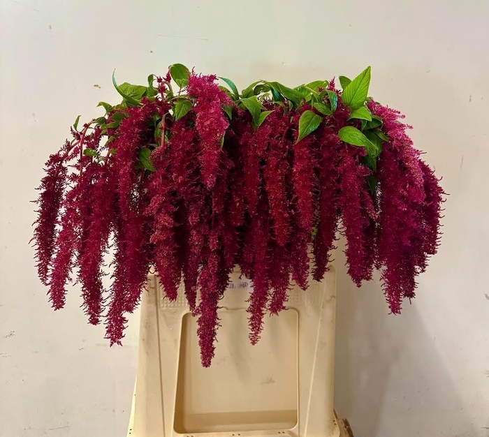 <h4>AMAR CA RED SPIDER</h4>