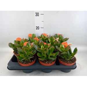 Crassula ovata 'Sunset'