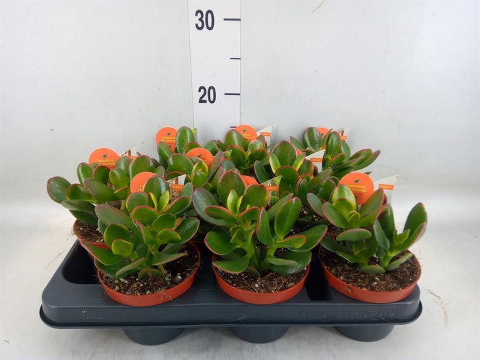 <h4>Crassula ovata 'Sunset'</h4>