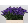 Limonium Navy Sun Birds