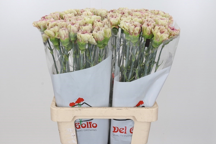 Dianthus St Lady sheen