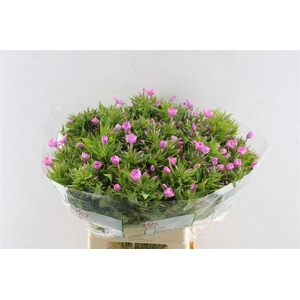 Phlox P Lollipink
