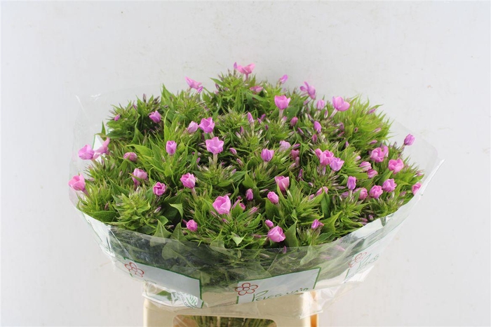 <h4>Phlox P Lollipink</h4>
