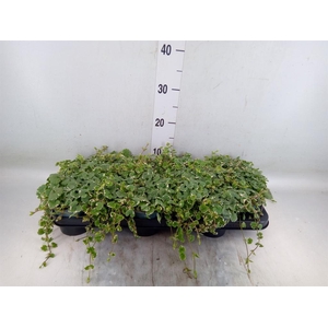 Glechoma hederacea 'Variegata'