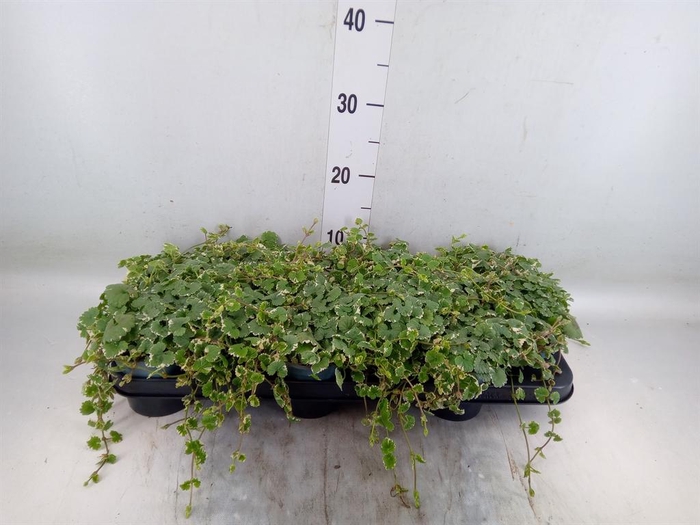 <h4>Glechoma hederacea 'Variegata'</h4>