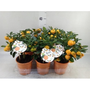 Citrofortunella mic.