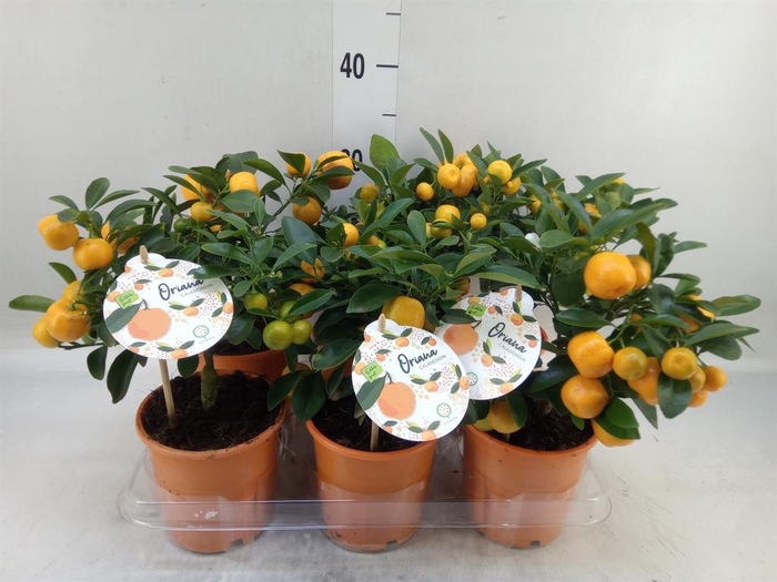 <h4>Citrofortunella mic.</h4>