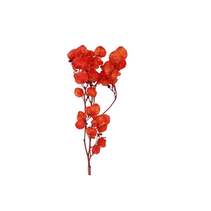 Dried Artz Bougainvillea Picasso Bunch