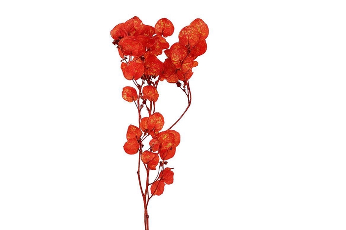 <h4>Dried Artz Bougainvillea Picasso Bunch</h4>