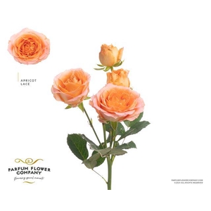 Rosa spray lace apricot