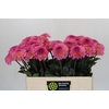 Dahlia Esli